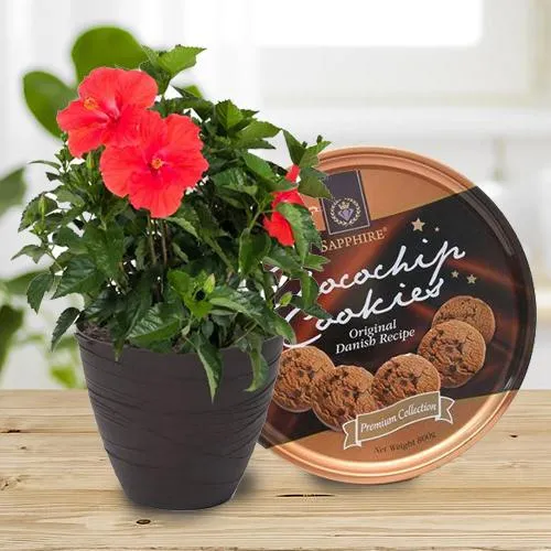 Blossom-Filled Gift of Flowering Hibiscus Plant with Cookies