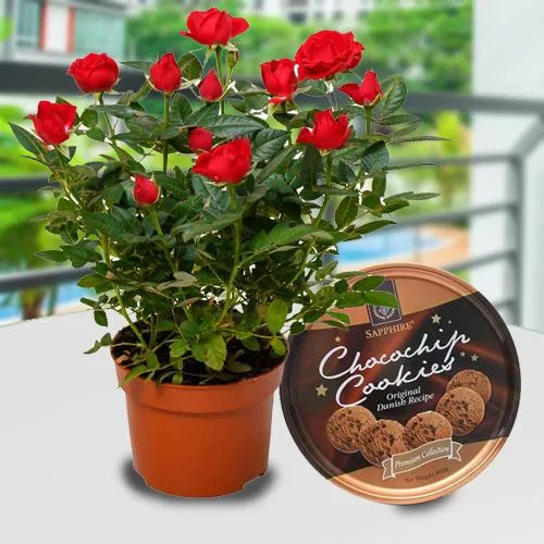 Blossoming Selection of Red Rose Plant with Cookies