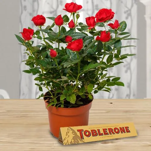 Gorgeous Present of Red Rose Plant with Yummy Chocolate