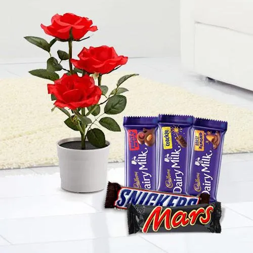Blooming Rose Plant N Assorted Chocolate Combo