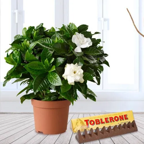 Exotic Combo of Jasmine Plant with Toblerone Chocolate