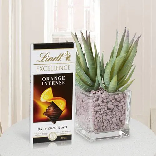 Gorgeous Selection of Aloe Vera Plant with Lindt Bar