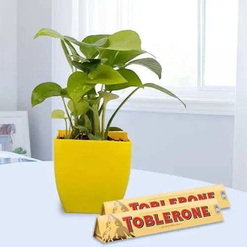 Charming Selection of Money Plant with Chocolates