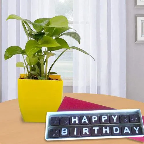 Happy Birthday Gift of Money Plant with Handmade Chocolate