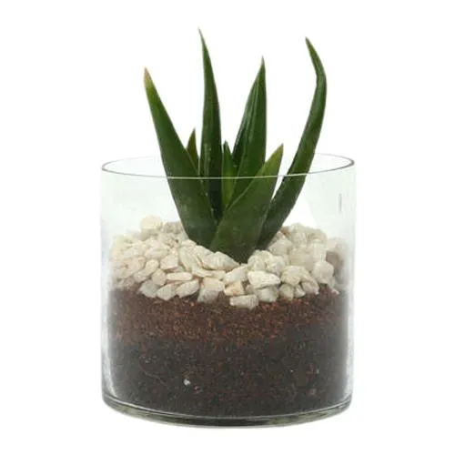 Soothing Aloe Vera Plant for Home