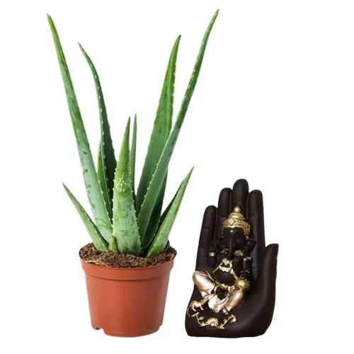 Gift-Gardening Aloe Vera Plant with Ganesh Idol