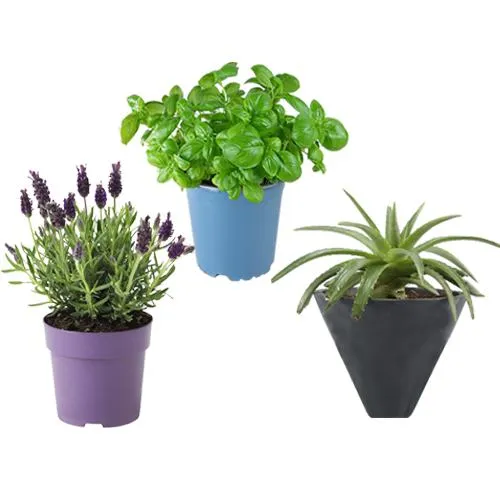 Air Purifying Aloe Vera, Basil N Lavender Plant Combo