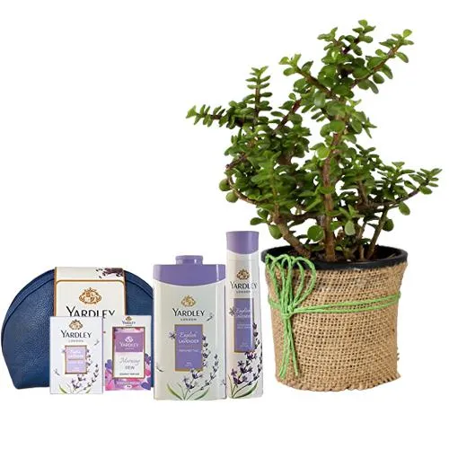 Fortuner Jade Plant n Yardley Lavender Gift Kit Set