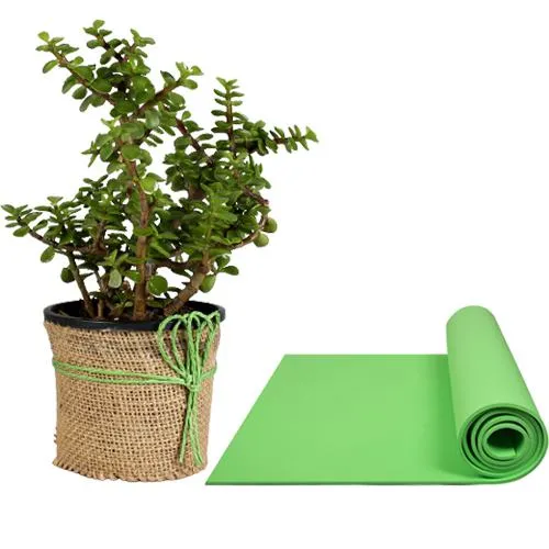 Classic Combo of Jade Plant n Yoga Mat