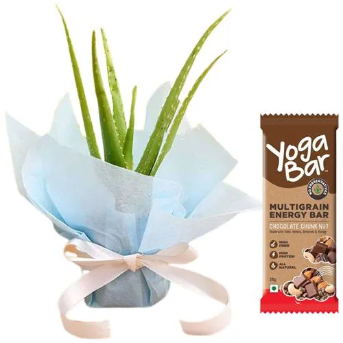 Charming Aloe vera Plant with Yoga Bar