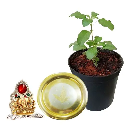 Pious Combo of Tulsi Plant, Thali n Mandap