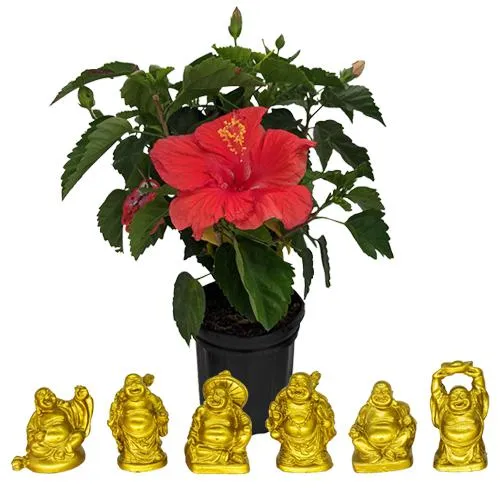 Elegant Hibiscus Plant n Laughing Buddha Duo