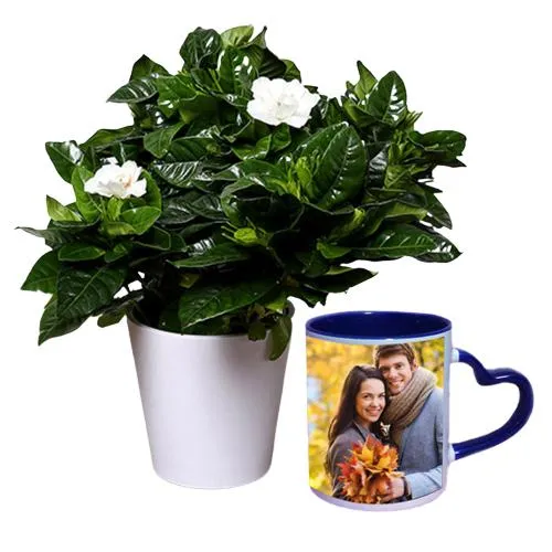 Air Purifying Jasmine Plant in Customize Mug