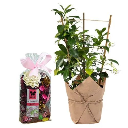 Fresh Breaths -Jute Wrap Jasmine Plant n Potpourri