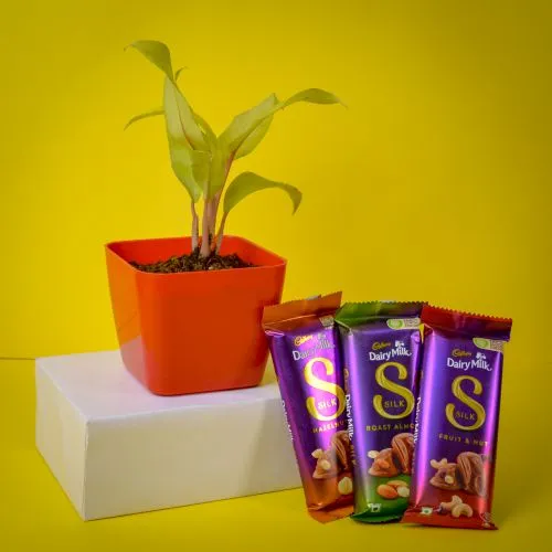 Air Purifying Philodendron Plant N Blithesome Chocolates Duo