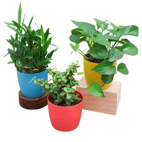 Natural Air Purifying Plants Trio for Indoor