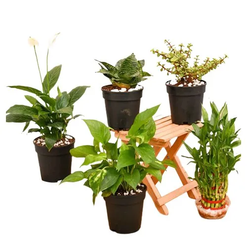 Natural 5 Set of Air Purifying Plants for Indoor