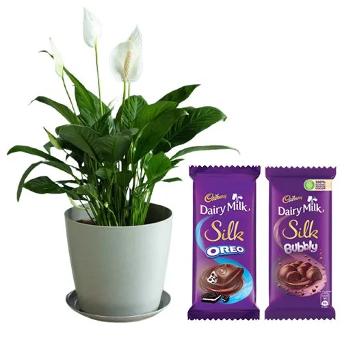 Air Purifying Peace Lily Plant n Chocolicious Surrender