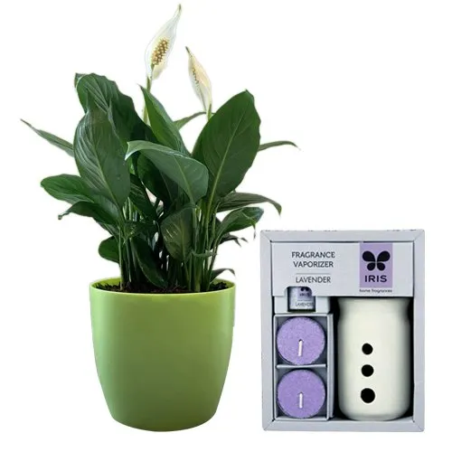 Best Air Purifying Peace Lily Plant with IRIS Vaporizer