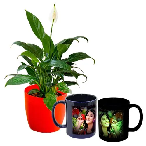 Air Purifying Peace Lily Plant n Personalize Magic Mug