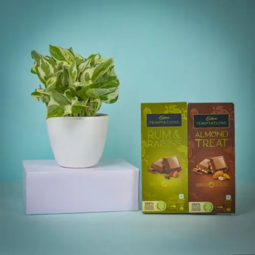 Air Purifying Golden Pothos Plant n Chocolaty Trip