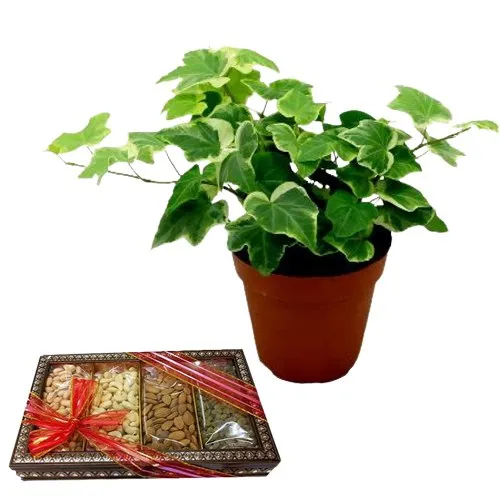 Air Purifying English Ivy Plant n Nutty Combo