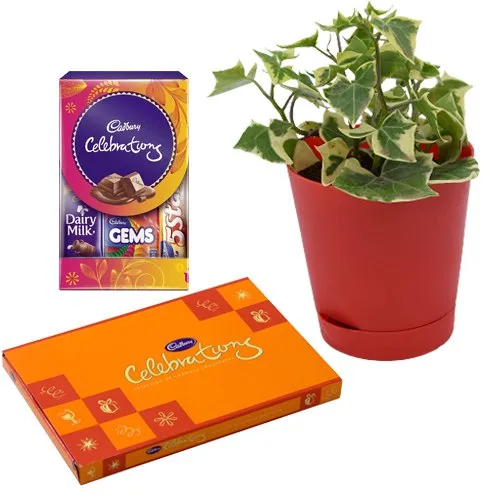 Air Purifying English Ivy Plant n Chocolicious Merger