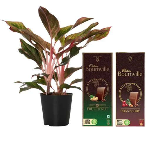 Air Purifying Aglaonema Modestum n Chocolaty Surrender