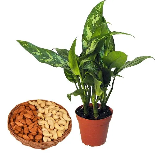 Air Purifying Aglaonema Modestum with Dry Fruits Binge