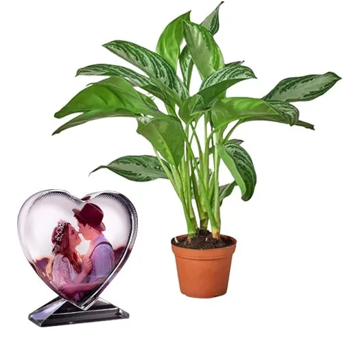 Air Purifying Aglaonema Modestum with Cute Personalized Heart Glass Table Top