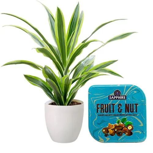 Air Purifying Warneck Dracaena with Chocolaty Nut Pair