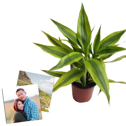 Air Purifying Warneck Dracaena with Unique Customized Photo Tile