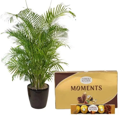 Air Purifying Areca Palm Plant n Chocolaty Fantasy