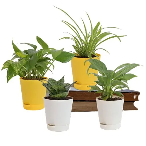 Garden of Luxury - 4 Air Purifying Plants Set