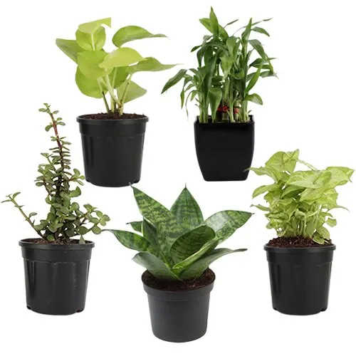 Remarkable Set of 5 Air Purifying Plants