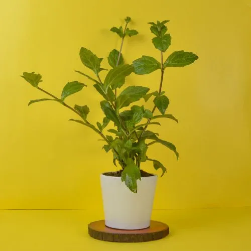 Remarkable Vringraj Plant in Brown Pot