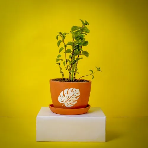 Charming Gift of Pudina Plant with White Pot