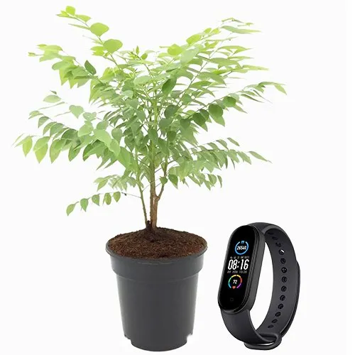 Lovely Amla Plant with Fitness Tracker Gift Set