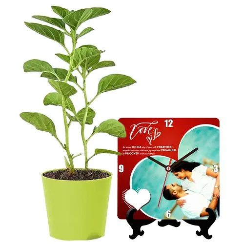 Magnificent Combo of Ashwagandha Plant N Personalized Photo Table Clock
