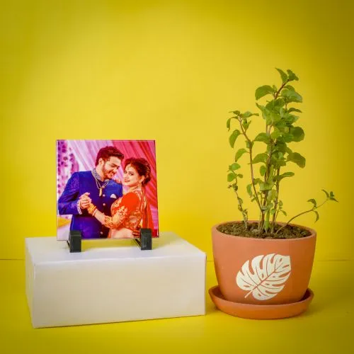Exclusive Pudina Plant with Personalized Photo Tile Gift Combo
