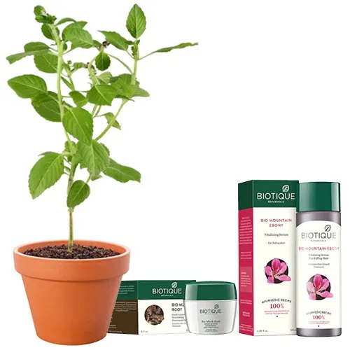 Exclusive Potted Vringraj with Biotique Hair Pack N Anti-Hairfall Serum