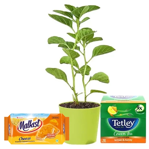 Magnificent Pair of Aswagandha Plant with Tetley Green Tea N Cheese Crackers