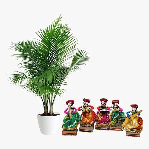 Air Purifying Areca Palm Plant with Amazing Rajasthani Musician Bawla Puppets