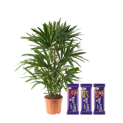 Air Purifying Raphis Palm Plant with Assorted Chocolate Fiesta