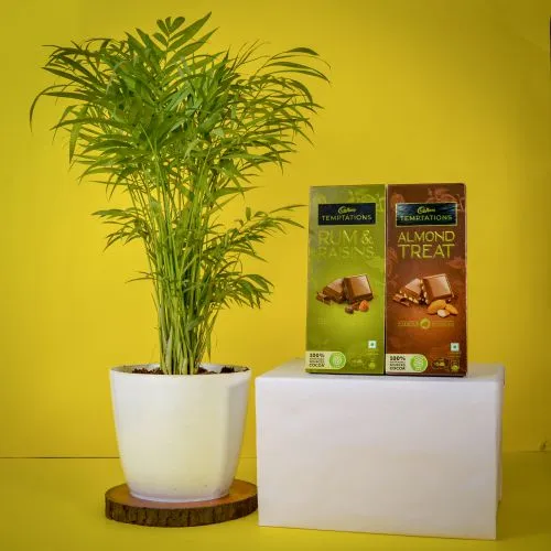 Breathtaking Combo of Table Palm Plant with Temptations Treat