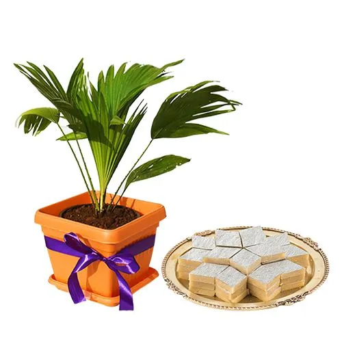 Air purifying Table Palm Plant with Badam Barfi