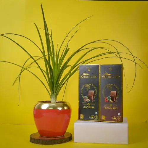 Delightful Pair of Pony Tail Palm Plant with Bournville Chocolate