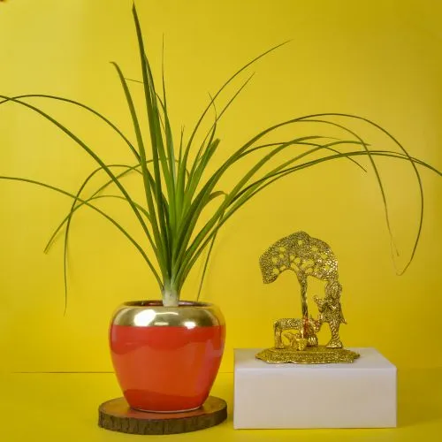 Air Purifying Pony Tail Palm Plant Metal Krishna Showpiece Combo