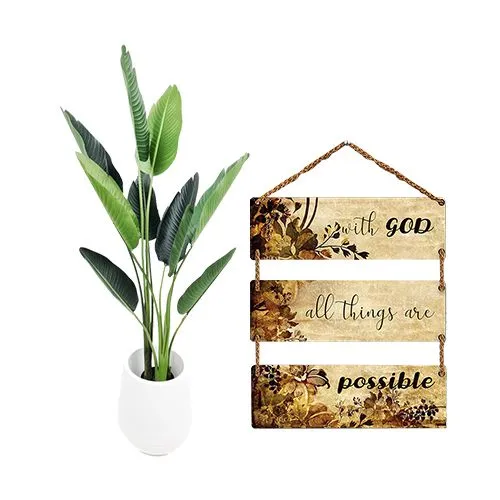 Air Purifying Travellar Palm Plant with Wall N Room Hanging