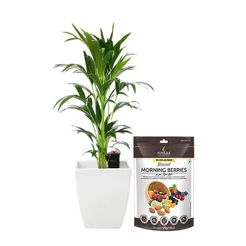 Evergreen Kentia Palm Plant with Assorted Berries Treat